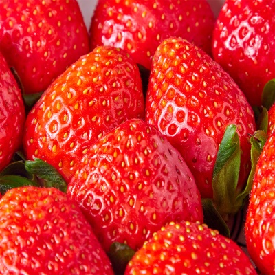 담양 GAP인증 새콤달콤 프리미엄 설향 딸기