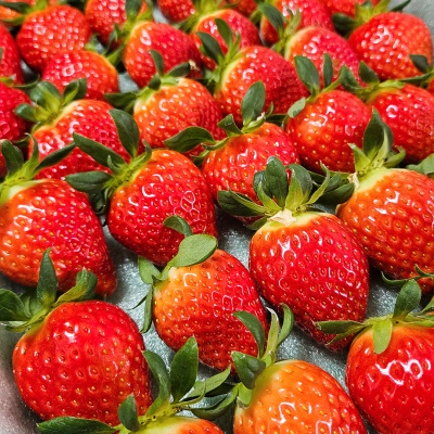 압도적 사이즈! 새콤달콤 싱싱한 제철 설향딸기