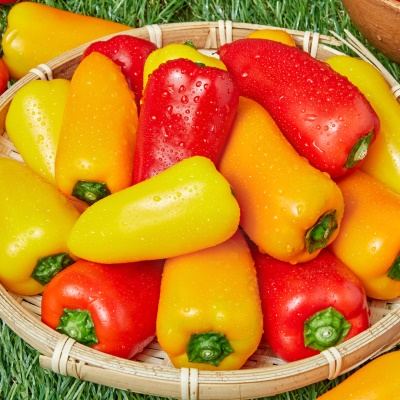 달달한 스테비아 미니 파프리카