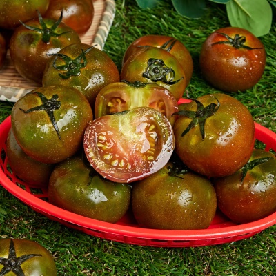 입안 가득 달콤함 단단한 과육 스테비아 흑토마토 