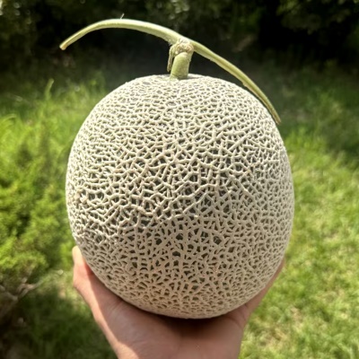 비파괴 선별 자이언트 머스크멜론 프리미엄 백화점 멜론