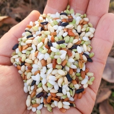 영양만점 국내산 오색찹쌀미 1kg