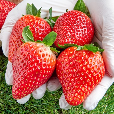 단단한 과육 고당도 프리미엄 신품종 아리향 딸기