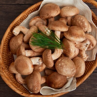 당일 수확! 경북 안동 친환경 무농약 고급 표고 초가 송이버섯