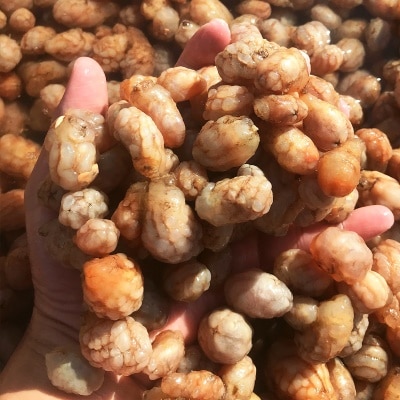 횟감 가능! 당일 조업한 싱싱한 생물 오만둥이 1kg