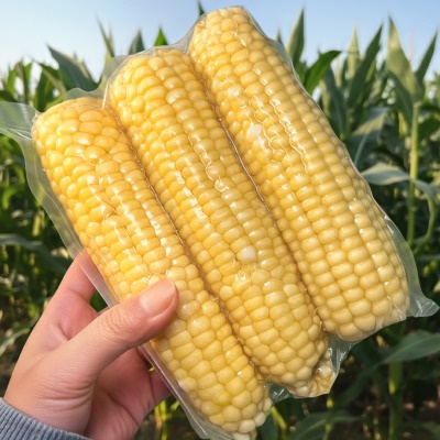 쫀득한 식감이 좋은 무주 대학 찰옥수수