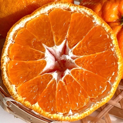 국내 육성품종 달콤한 제주 신품종 윈터프린스