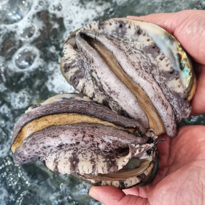 바다의 보양식 프리미엄 완도 활 전복