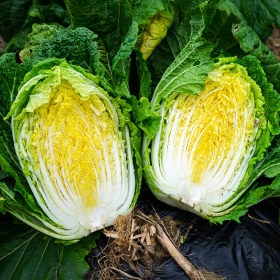 [지정일 출고] 고랭지 배추로 담근 달큰 고소한 절임배추