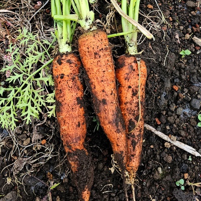정말 맛있게 달큰한 아삭아삭 제주 구좌 당근