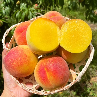 https://aka-dolfood.moall.shop/data/goods/sm7396/small/thum2/천상황도.png