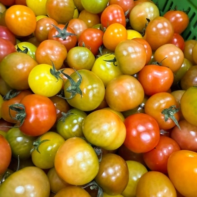 입안에서 톡톡 터지는 상큼한! 송이 토마토 칵테일 토마토