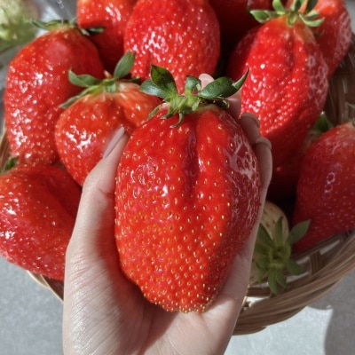 [200개 한정수량] 복숭아 향이 나는 논산 산지직송 킹스베리 딸기 