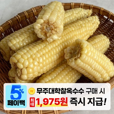 [페이백] 달콤-쫀득 간편하게 먹는 무주 대학 찰옥수수