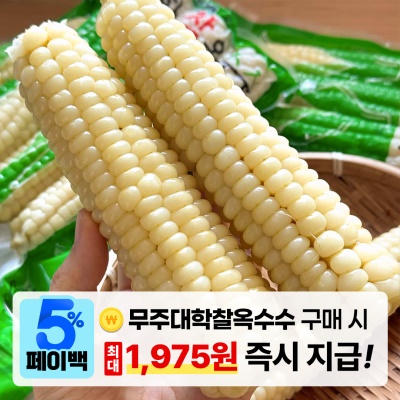 [페이백] 달콤-쫀득 간편하게 먹는 무주 대학 찰옥수수