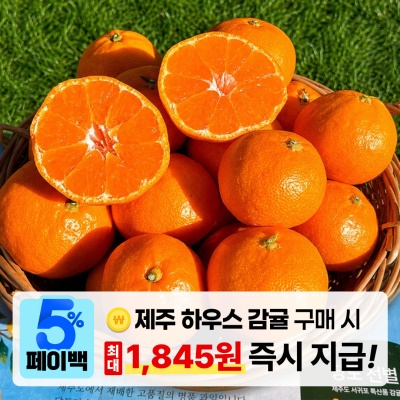 [페이백] 산지 직발송! 달콤한 맛 가득한 제주 하우스 감귤