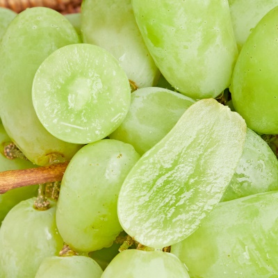 달콤함이 톡 터지는 아삭함! 씨 없는 프리스틴 청포도