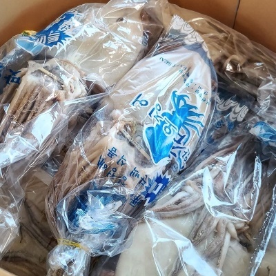 동해안 당일바리 정품 피데기 반건조오징어 5마리 10마리
