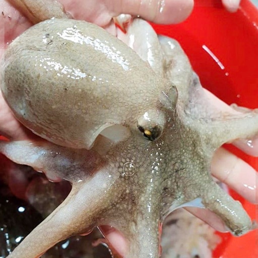 생물 쭈꾸미 1kg (13미내외)