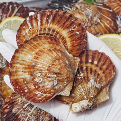 알이 꽉-차고 달큰한 참가리비+홍가리비 개량종 흑백 가리비 2kg