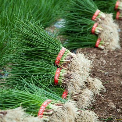 문영수 농부의 보성 흙쪽파 1kg