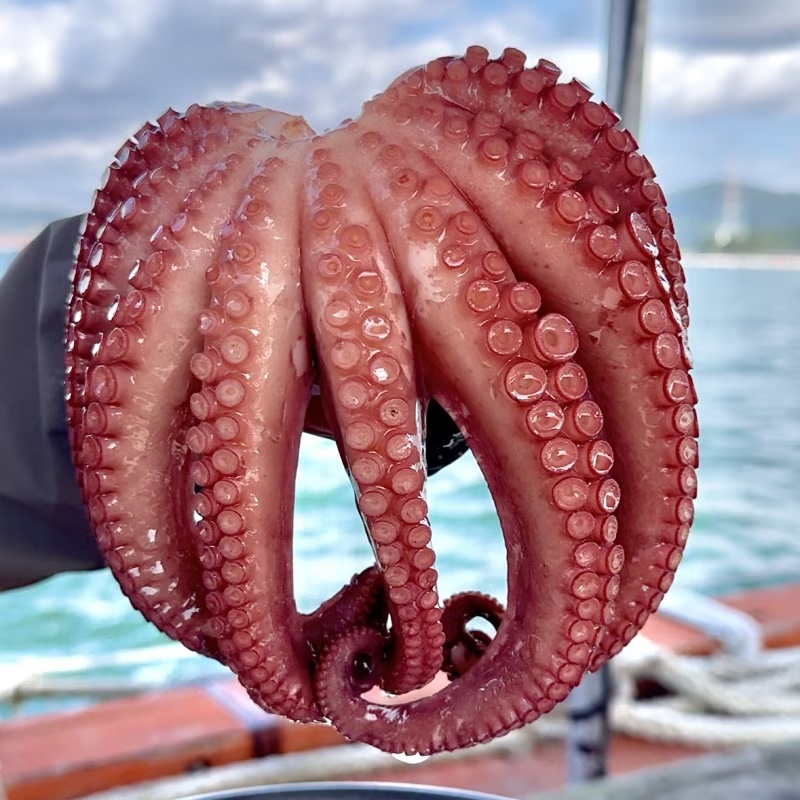 [특가할인] 최상급 대사이즈 자연산 통영 활 돌문어 1kg (1-4미 내외)