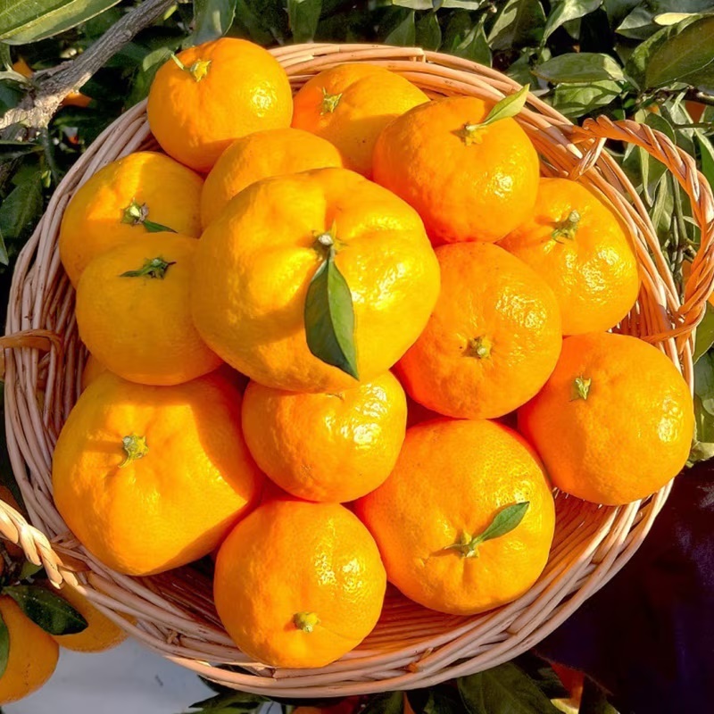 [특가할인] 25년 첫 출하! 정품 제주 타이벡 조생 노지 감귤