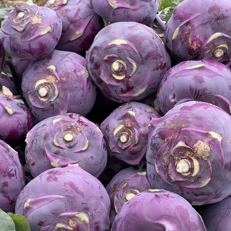 [특가할인] 당도보장! 아삭하고 달큰한 제주 햇 콜라비 3kg