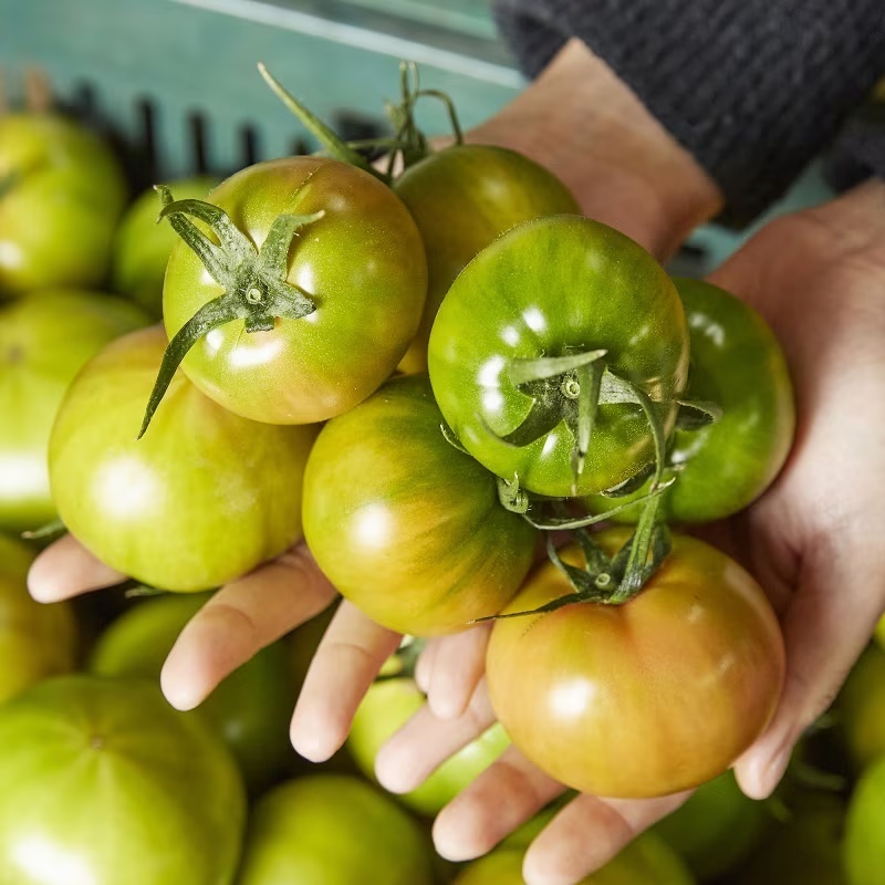 [특가할인] 단짠단짠 제철에 즐기는 부산 대저 짭짤이 토마토 2.5kg