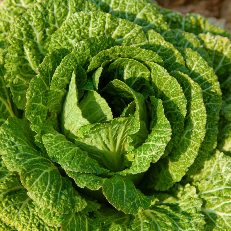 [특가할인] 아삭하고 달큰한 맛이 일품인 제철 봄동 3kg