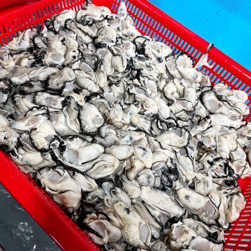 [특가할인] 싱싱한 제철 통영 생굴 1kg