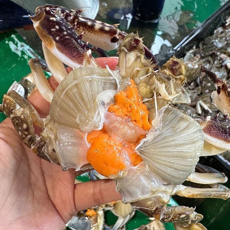 [특가할인] 봄 제철 알이 꽉-찬 알배기 활 암꽃게 1kg