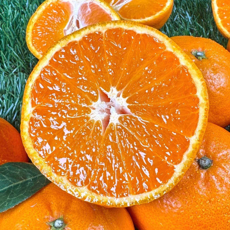 [특가할인] 13Brix 이상! 진짜 프리미엄 감귤! 달콤한 불로초 카라향