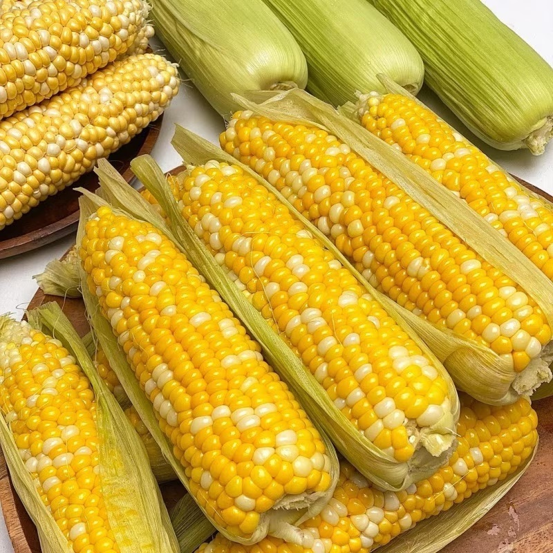[첫출하 예약!] 달콤한 프리미엄 햇 초당옥수수