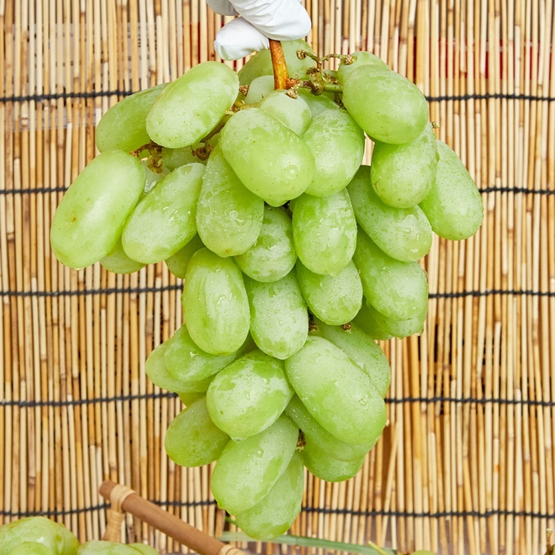 [특가할인] 달콤함이 톡 터지는 아삭함! 씨 없는 프리스틴 청포도