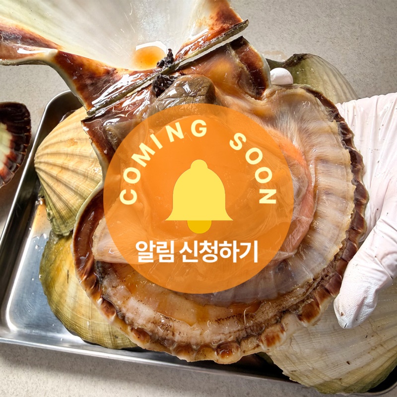 [1인 3kg 한정판매!] 노르웨이 자이언트 가리비 1kg (2~3미)