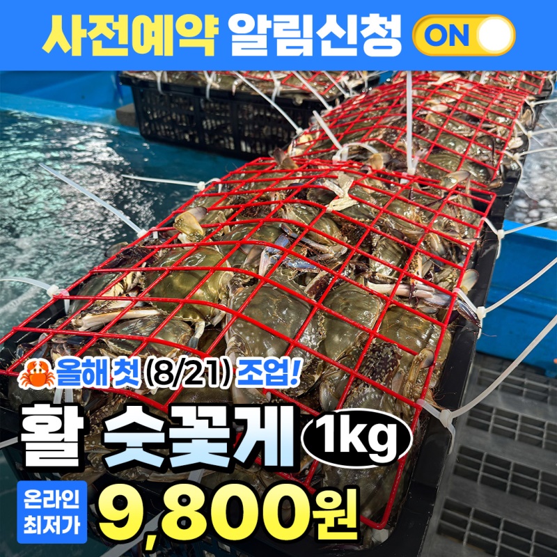 [8/21일 올해 첫 출고!] 제철 서해안 활 숫꽃게 1kg
