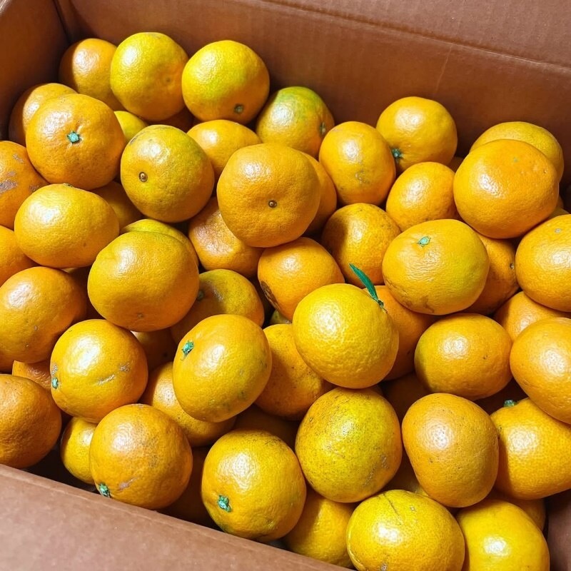 [특가할인] 제주 산지에서 직접 보내드리는 제주 노지감귤 극조생 감귤