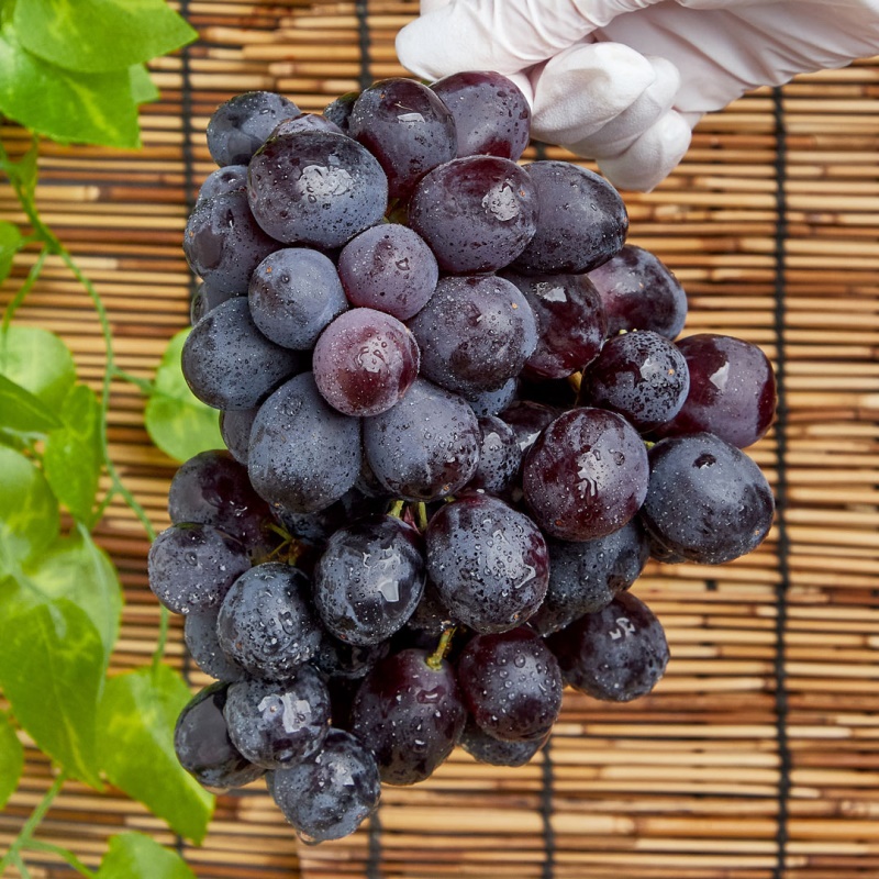 [특가할인] 씨 없는 프리미엄 품종 호주산 미드나잇 포도