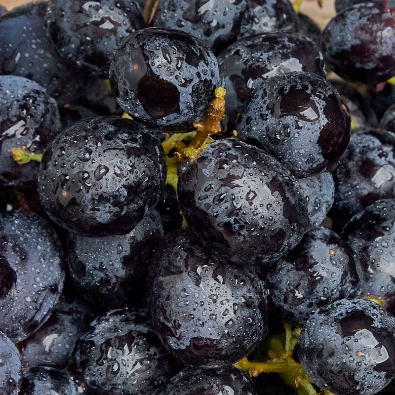 [추가증정] 씨 없는 프리미엄 품종 호주산 미드나잇 포도