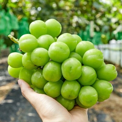 [한정특가, 당도보장!] 압도적인 크기와 당도를 자랑하는 망고 샤인머스켓 2kg