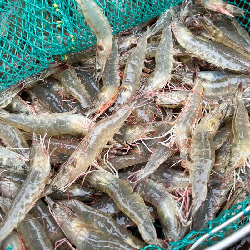 [특가할인] 국내산 26년 살아있는 (활) 흰다리 왕새우